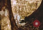 Standbild Die Great Dismal Swamp United States USA, 1974, aus Sekunde 37 historischem Filmmaterial Videoclip 65675021550