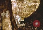 Standbild Die Great Dismal Swamp United States USA, 1974, aus Sekunde 38 historischem Filmmaterial Videoclip 65675021550