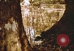 Standbild Die Great Dismal Swamp United States USA, 1974, aus Sekunde 39 historischem Filmmaterial Videoclip 65675021550