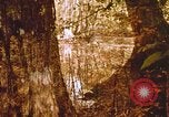 Standbild Die Great Dismal Swamp United States USA, 1974, aus Sekunde 43 historischem Filmmaterial Videoclip 65675021550