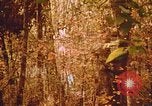 Standbild Die Great Dismal Swamp United States USA, 1974, aus Sekunde 44 historischem Filmmaterial Videoclip 65675021550
