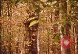 Standbild Die Great Dismal Swamp United States USA, 1974, aus Sekunde 47 historischem Filmmaterial Videoclip 65675021550