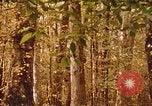Standbild Die Great Dismal Swamp United States USA, 1974, aus Sekunde 50 historischem Filmmaterial Videoclip 65675021550