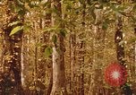 Standbild Die Great Dismal Swamp United States USA, 1974, aus Sekunde 51 historischem Filmmaterial Videoclip 65675021550