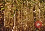 Standbild Die Great Dismal Swamp United States USA, 1974, aus Sekunde 52 historischem Filmmaterial Videoclip 65675021550