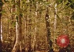 Standbild Die Great Dismal Swamp United States USA, 1974, aus Sekunde 53 historischem Filmmaterial Videoclip 65675021550