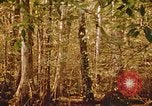 Standbild Die Great Dismal Swamp United States USA, 1974, aus Sekunde 54 historischem Filmmaterial Videoclip 65675021550