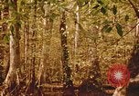 Standbild Die Great Dismal Swamp United States USA, 1974, aus Sekunde 55 historischem Filmmaterial Videoclip 65675021550