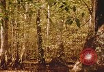 Standbild Die Great Dismal Swamp United States USA, 1974, aus Sekunde 56 historischem Filmmaterial Videoclip 65675021550