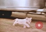 Standbild Miller Johnson Zirkus in den Vereinigten Staaten United States USA, 1974, aus Sekunde 46 historischem Filmmaterial Videoclip 65675021552