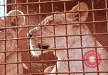 Standbild Miller Johnson Zirkus in den Vereinigten Staaten United States USA, 1974, aus Sekunde 53 historischem Filmmaterial Videoclip 65675021552