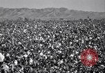 Standbild Baumwolle pflücken United States USA, 1939, aus Sekunde 3 historischem Filmmaterial Videoclip 65675021576