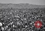 Standbild Baumwolle pflücken United States USA, 1939, aus Sekunde 4 historischem Filmmaterial Videoclip 65675021576