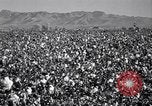 Standbild Baumwolle pflücken United States USA, 1939, aus Sekunde 5 historischem Filmmaterial Videoclip 65675021576