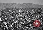 Standbild Baumwolle pflücken United States USA, 1939, aus Sekunde 6 historischem Filmmaterial Videoclip 65675021576