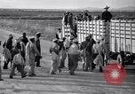 Standbild Baumwolle pflücken United States USA, 1939, aus Sekunde 37 historischem Filmmaterial Videoclip 65675021576