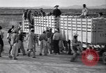 Standbild Baumwolle pflücken United States USA, 1939, aus Sekunde 39 historischem Filmmaterial Videoclip 65675021576