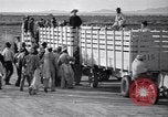 Standbild Baumwolle pflücken United States USA, 1939, aus Sekunde 40 historischem Filmmaterial Videoclip 65675021576