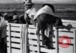 Standbild Baumwolle pflücken United States USA, 1939, aus Sekunde 42 historischem Filmmaterial Videoclip 65675021576