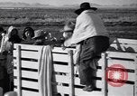Standbild Baumwolle pflücken United States USA, 1939, aus Sekunde 43 historischem Filmmaterial Videoclip 65675021576
