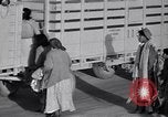 Standbild Baumwolle pflücken United States USA, 1939, aus Sekunde 47 historischem Filmmaterial Videoclip 65675021576
