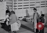 Standbild Baumwolle pflücken United States USA, 1939, aus Sekunde 49 historischem Filmmaterial Videoclip 65675021576