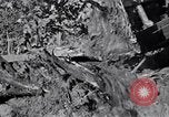 Standbild Clearing Bäume für mehr Ackerland United States USA, 1939, aus Sekunde 6 historischem Filmmaterial Videoclip 65675021577
