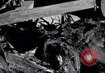 Standbild Clearing Bäume für mehr Ackerland United States USA, 1939, aus Sekunde 31 historischem Filmmaterial Videoclip 65675021577
