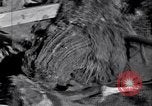 Standbild Clearing Bäume für mehr Ackerland United States USA, 1939, aus Sekunde 35 historischem Filmmaterial Videoclip 65675021577