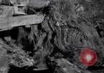 Standbild Clearing Bäume für mehr Ackerland United States USA, 1939, aus Sekunde 36 historischem Filmmaterial Videoclip 65675021577