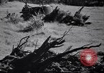 Standbild Clearing Bäume für mehr Ackerland United States USA, 1939, aus Sekunde 42 historischem Filmmaterial Videoclip 65675021577