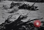 Standbild Clearing Bäume für mehr Ackerland United States USA, 1939, aus Sekunde 43 historischem Filmmaterial Videoclip 65675021577