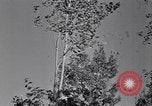 Standbild Clearing Bäume für mehr Ackerland United States USA, 1939, aus Sekunde 59 historischem Filmmaterial Videoclip 65675021577
