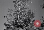 Standbild Clearing Bäume für mehr Ackerland United States USA, 1939, aus Sekunde 60 historischem Filmmaterial Videoclip 65675021577