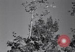 Standbild Clearing Bäume für mehr Ackerland United States USA, 1939, aus Sekunde 61 historischem Filmmaterial Videoclip 65675021577