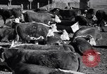 Standbild Regierung Verteilung von Nahrungsmitteln an Pächter Iowa United States USA, 1939, aus Sekunde 14 historischem Filmmaterial Videoclip 65675021578