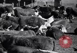 Standbild Regierung Verteilung von Nahrungsmitteln an Pächter Iowa United States USA, 1939, aus Sekunde 15 historischem Filmmaterial Videoclip 65675021578