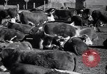 Standbild Regierung Verteilung von Nahrungsmitteln an Pächter Iowa United States USA, 1939, aus Sekunde 16 historischem Filmmaterial Videoclip 65675021578
