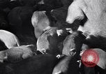 Standbild Regierung Verteilung von Nahrungsmitteln an Pächter Iowa United States USA, 1939, aus Sekunde 17 historischem Filmmaterial Videoclip 65675021578