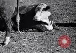 Standbild Regierung Verteilung von Nahrungsmitteln an Pächter Iowa United States USA, 1939, aus Sekunde 20 historischem Filmmaterial Videoclip 65675021578