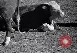 Standbild Regierung Verteilung von Nahrungsmitteln an Pächter Iowa United States USA, 1939, aus Sekunde 21 historischem Filmmaterial Videoclip 65675021578