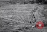 Immagine di Azienda americana agricoltura negli anni trenta United States USA, 1939, secondo 59 filmato di repertorio 65675021581