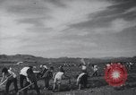Image of Chinese Great Leap Forward China, 1961, second 41 stock footage video 65675021676