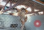 Image of LSD experiments animal testing San Francisco California USA, 1968, second 3 stock footage video 65675021680
