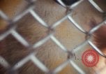 Image of LSD experiments animal testing San Francisco California USA, 1968, second 4 stock footage video 65675021680