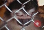 Image of LSD experiments animal testing San Francisco California USA, 1968, second 5 stock footage video 65675021680