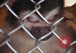 Image of LSD experiments animal testing San Francisco California USA, 1968, second 10 stock footage video 65675021680