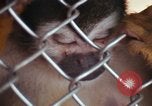 Image of LSD experiments animal testing San Francisco California USA, 1968, second 11 stock footage video 65675021680