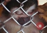 Image of LSD experiments animal testing San Francisco California USA, 1968, second 12 stock footage video 65675021680