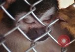 Image of LSD experiments animal testing San Francisco California USA, 1968, second 13 stock footage video 65675021680